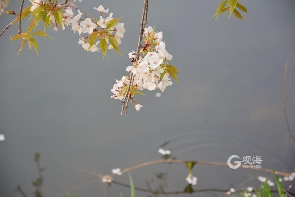 李村公园：春意藏不住，花儿齐争艳