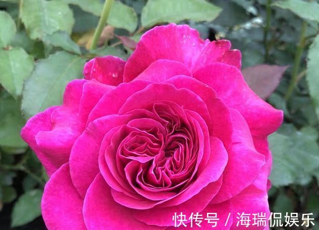 人参榕|喜欢玫瑰,就养盆珍稀品种“女人香气”,丰腴婀娜,娇嫩柔和!