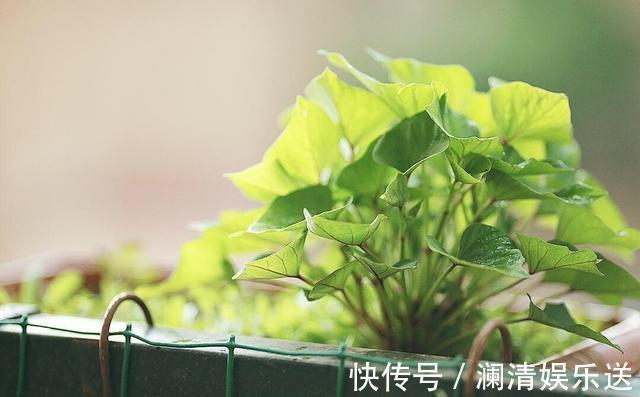 红薯地瓜|秋天剪下1根红薯藤,插盆土里,一个冬天吃不完,收获一茬又一茬
