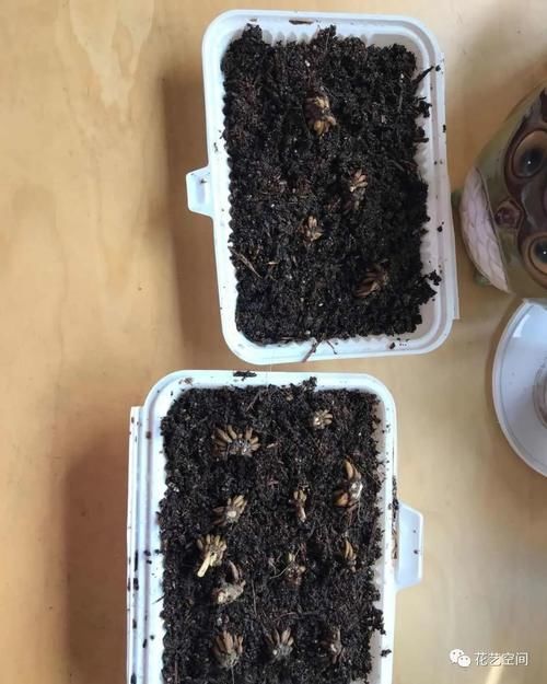 最美“芹菜花”,土里埋两个爪子,3日爆芽,养着养着就开满盆!