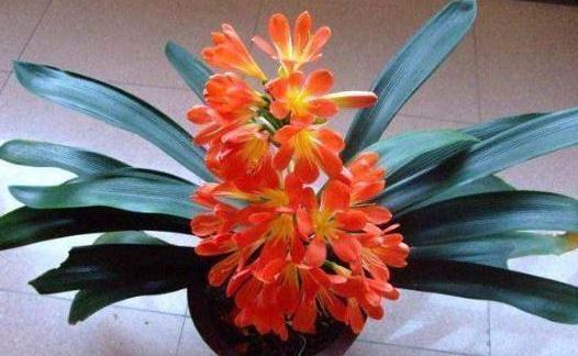 叶子|养殖君子兰该如何补充养分3种东西,让它嗖嗖地开花、疯长