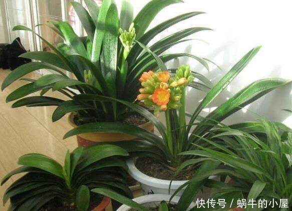 养君子兰,这两样东西放盆里,开花一年比一年多,侧芽长爆盆