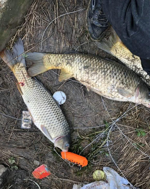 男子湘江“可视化锚鱼”，几十斤大鱼接连上岸，网友：能钓光湘江鱼