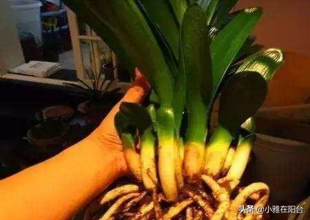 黄豆|养君子兰,一把豆子放盆里,1月后疯长,越养越旺,开爆盆特别美