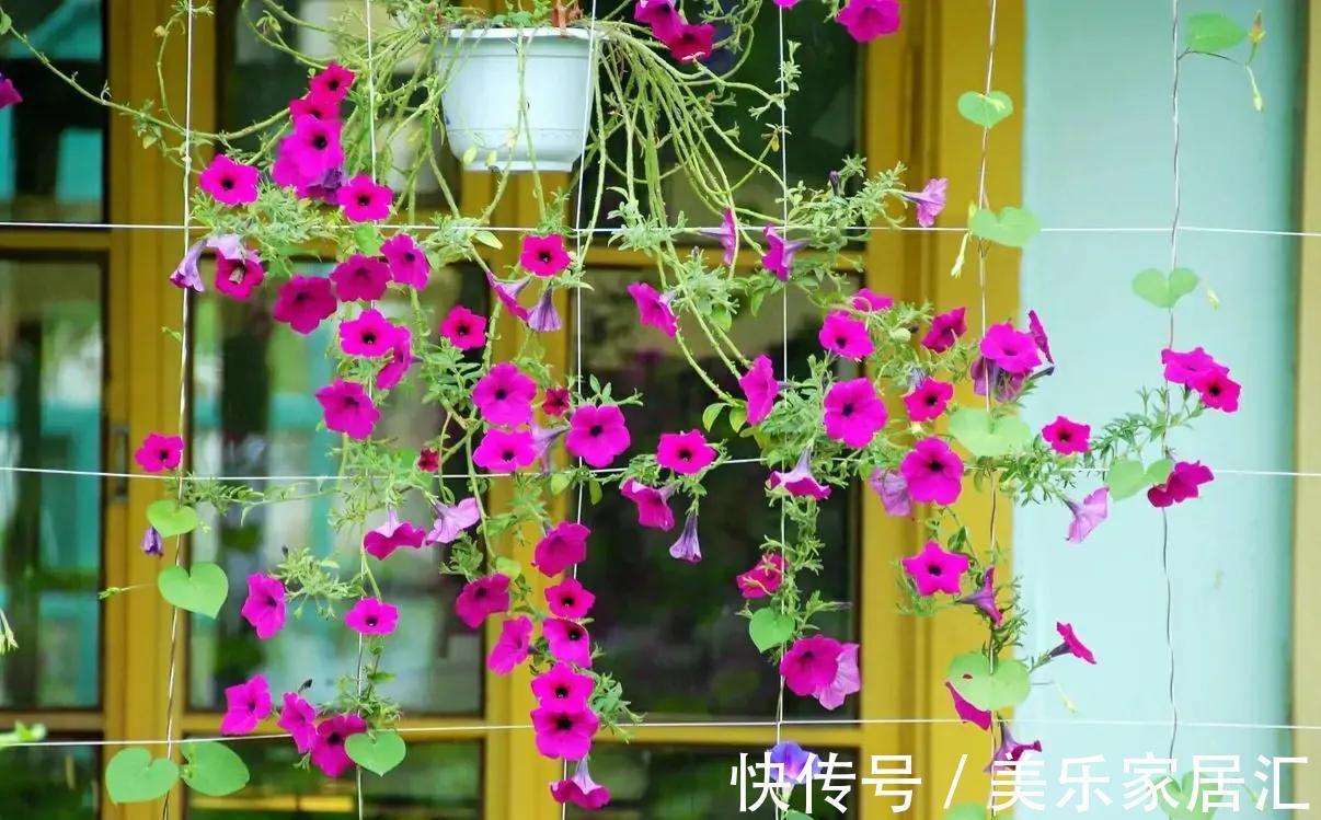 有个爱养花媳妇,让人欢喜让人忧,半年时间,家底都败完了