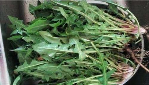 含有|女性想要皮肤好，常吃的食物，补血益气，滋养肌肤，排毒抗菌