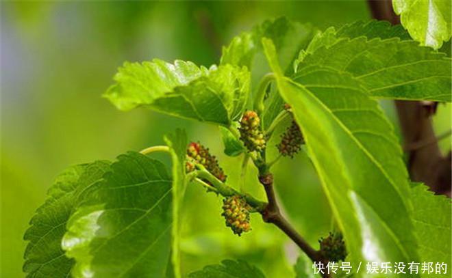 医生提示:桑叶能用好,一定是个宝