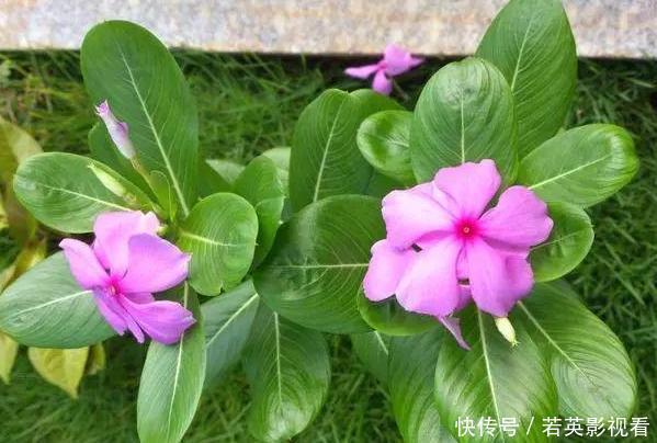 想让家里常年飘香,就养殖3种花卉,管理简单、易爆盆