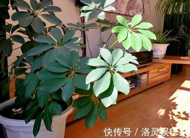 3种花自带“财气”,家里养一盆,财源广进、日子越来越红火