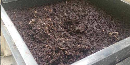 换盆的旧土里放点这个小东西,没想到变得比新土还要肥沃