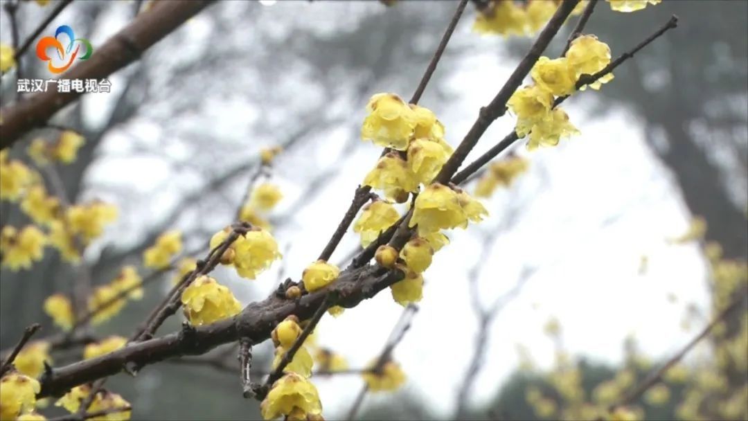 春节|春节，赏花去！