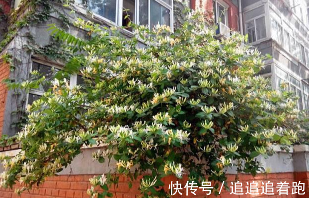 还在养吊兰3种花剪根枝，插土里就能活，半年成花墙，太惊艳了