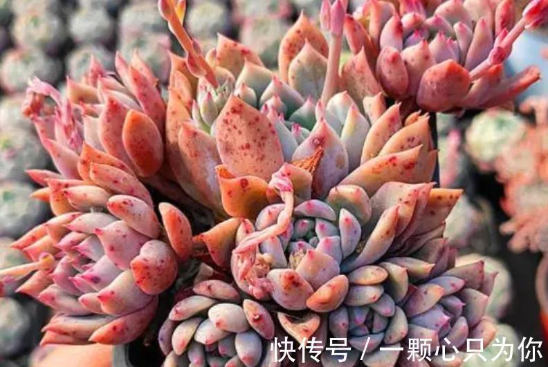 养多肉霜花，盆栽多注意这些细节，茎叶又绿又粉，贼好看