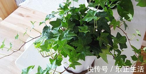 植物|新房住了半年还有甲醛？越来越多人养这几种植物，难怪身体健康