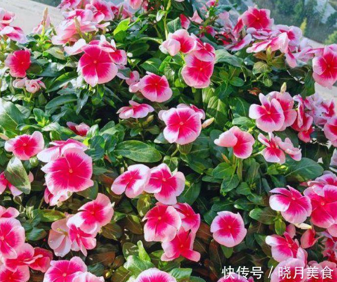 爆盆|4种花深受花友的喜欢，开花爆盆很简单，给点水就疯长，太好养