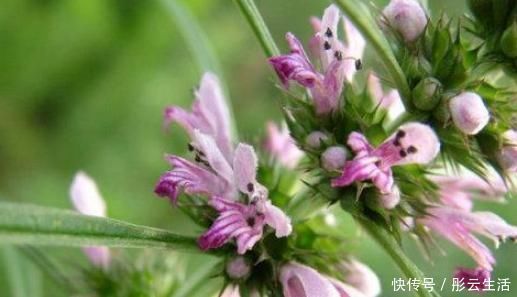 好处|农村一种野草女人的“吉祥草”,茎叶能吃好处多,一斤能卖60元!