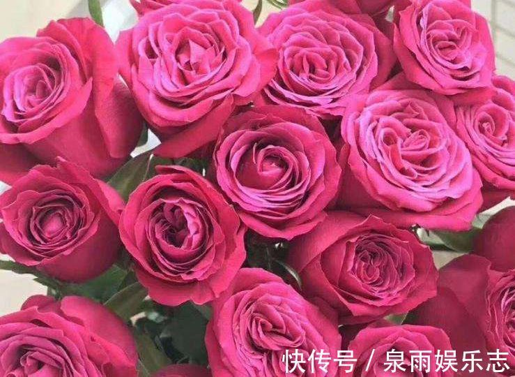 玫瑰|热爱菊花,不如养盆“优良玫瑰”香格里拉,花开美艳,芳香四溢