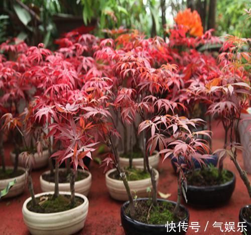 怪不得老公把发财树扔了,现阳台流行种此花卉,香飘满屋更迷人