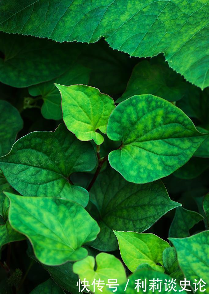 那些年吃过的野菜!农村真正的野味!