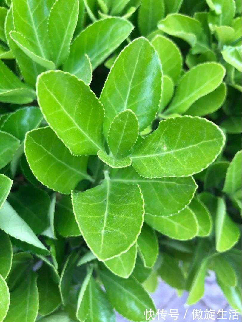 多菌灵|养花一定要知道的事!掌握正确通风方法,家里植物长得好