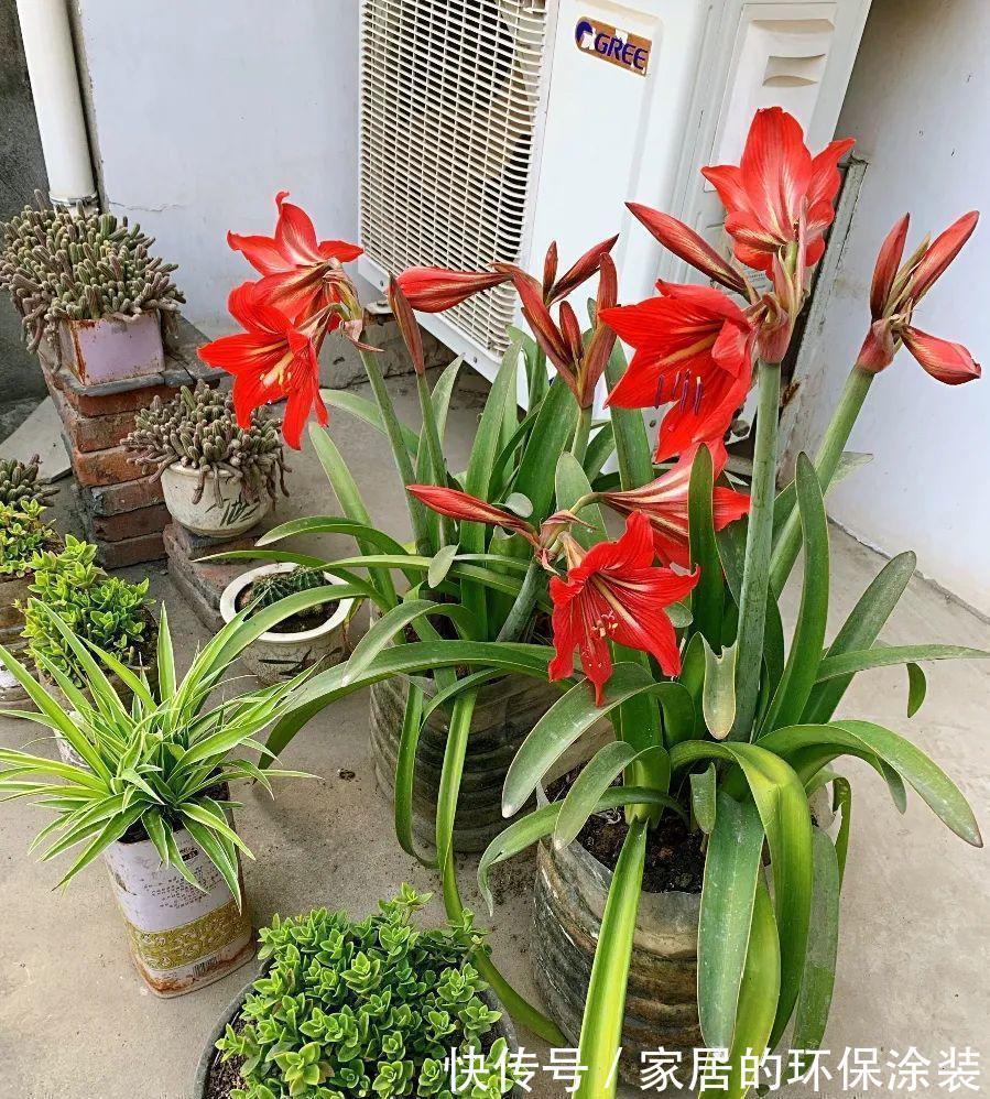 花肥不用买,在家自己做,“垃圾”桶里泡一泡,浇花大爆棚