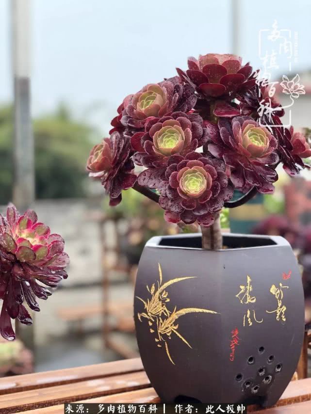 骄阳艳玫瑰，梦幻魔法师！独爱你的百媚千红！