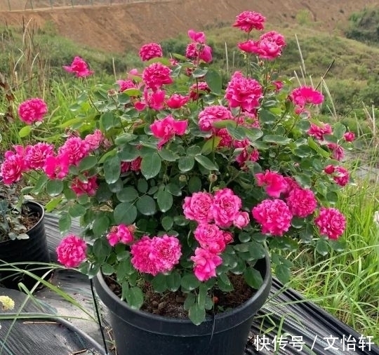 品种|100个月季品种，千姿百态，每个都很漂亮，图名并茂，值得收藏