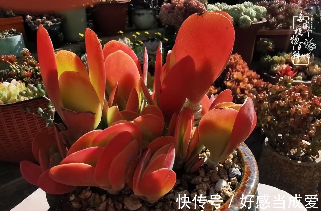 治愈之“肉”:愿所有的养肉人都被这些“胖子们”治愈