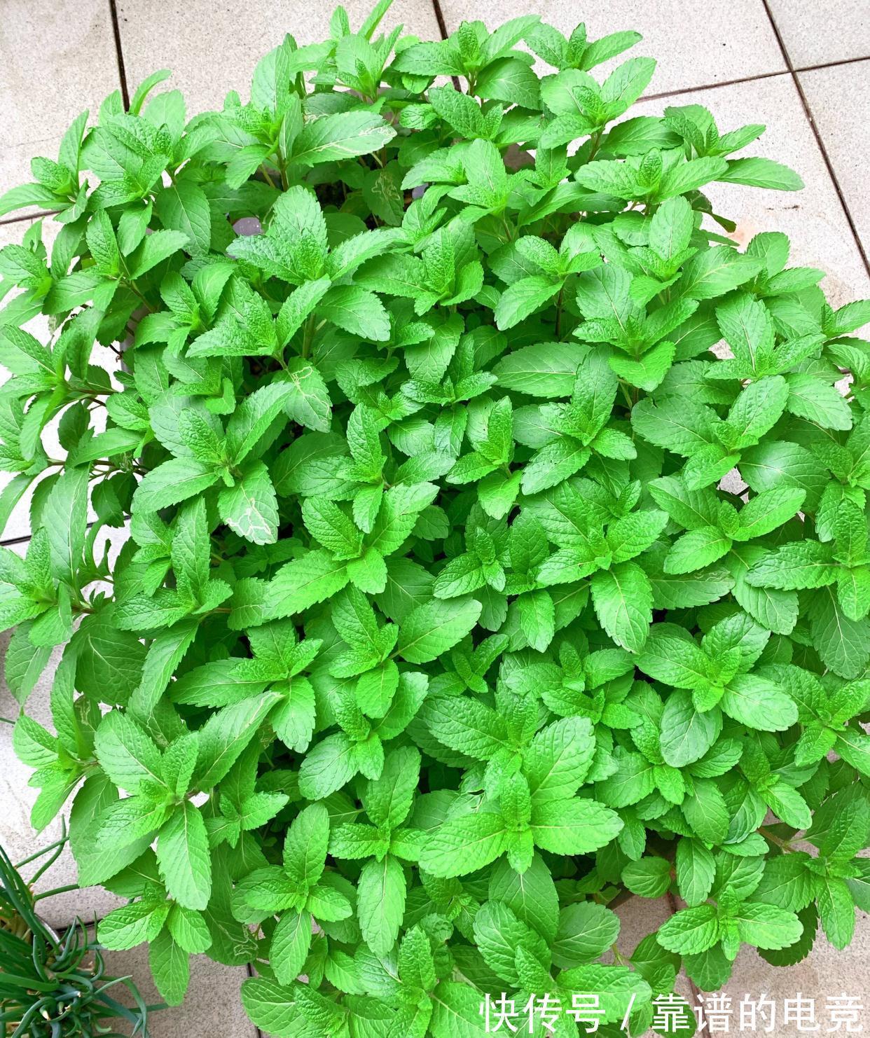 薄荷怎么过冬？做好一点，来年枝繁叶茂，迅速疯长到爆盆