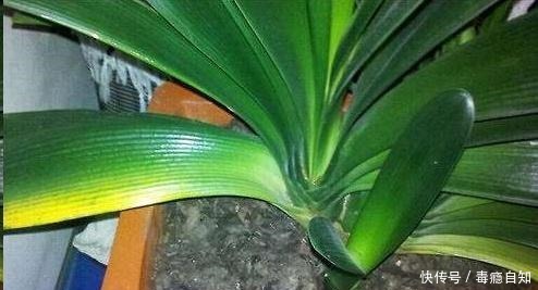 君子兰养了好几年,就是不开花,用了这个小技巧,一下开了几十朵!