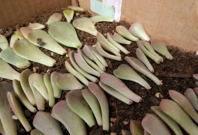 多肉|早知道多肉“叶插”是这样,我也不至于都养死,花了太多冤枉钱