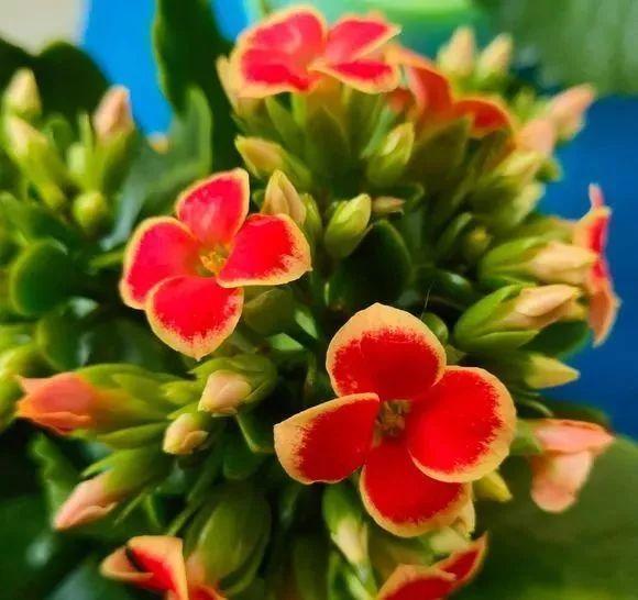 植物|冬天养长寿花要注意避免的“四怕”,不然很容易不开花