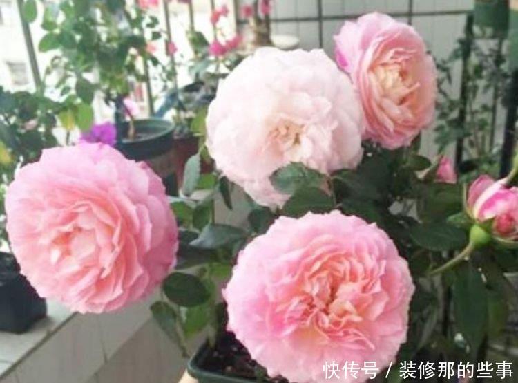 4种漂亮花,开花五彩缤纷,绚丽多彩,懒人最爱