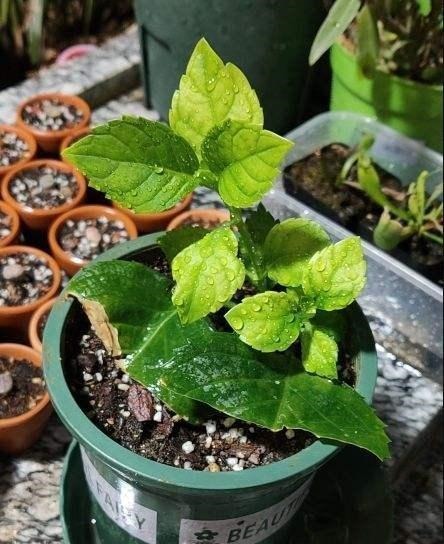 扦插最佳时期到了，有这花赶紧插，沾土就能活！