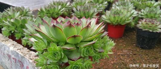 5种多肉,皮实又好养,独苗变老桩,长出状态美极了