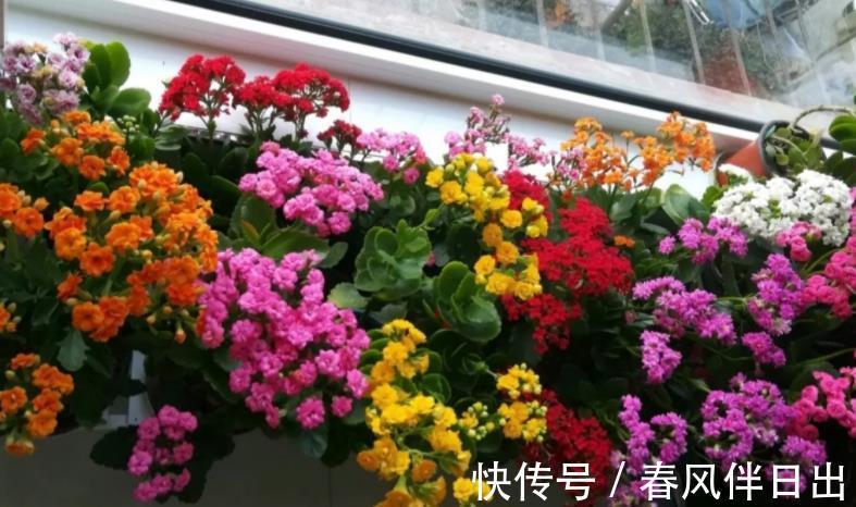 长寿|初秋养长寿花，盆栽该怎么催花？满足4点，植株呼呼窜花苞