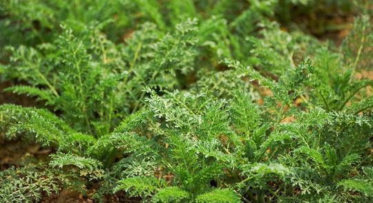 中年|5种被名字“坑”的野菜,常被错当成杂草,殊不知价值极为珍贵