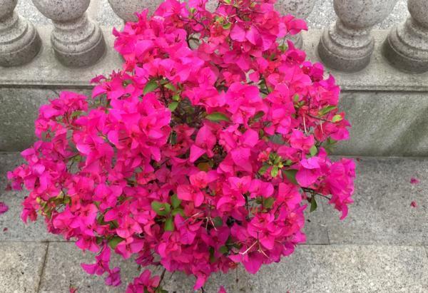 月季|天凉养三角梅、长寿花、月季，9月抓紧时间催花，10月花满树