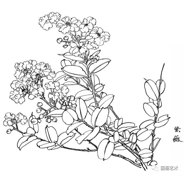  白描|花卉白描图谱选页分享