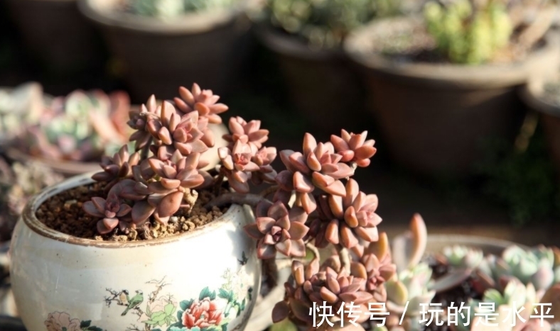 成功率|养姬胧月,按刘奶奶的方法照顾,普货也能拥有贵货的格调