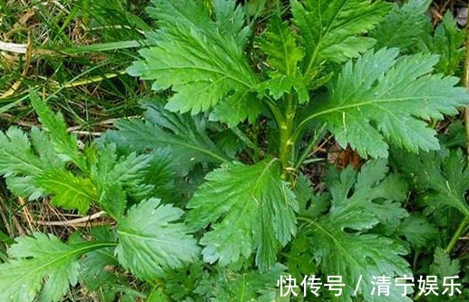 高血压|农村以下3种野菜清热凉血、调中开胃，还能治疗便秘、高血压