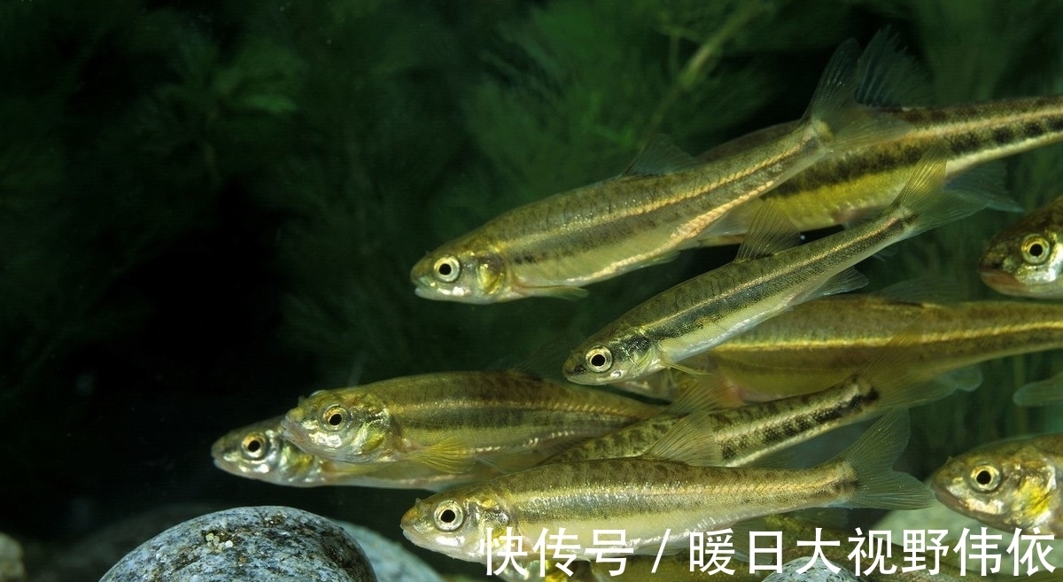 鱼星|窝子里有鱼星,不吃饵,我们可以这样做