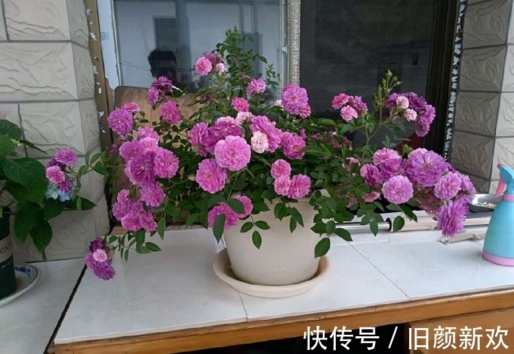 荷型黄莲瓣|花期最长的盆栽花,全年开花不停,花香四溢,养护容易,值得拥有
