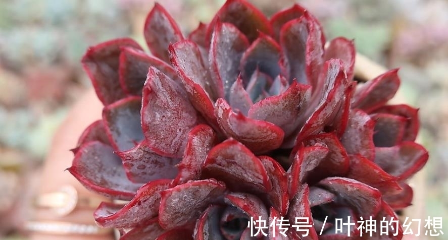 养了3年的多肉赫拉,颜色鲜红贵气逼人,轻松养成群生小老桩