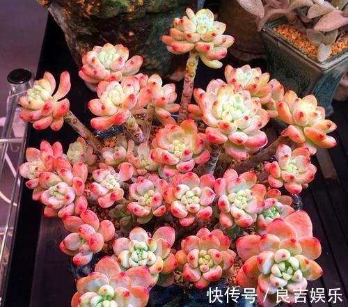 熊童子|6种多肉,夏天“娇滴滴”,浇水抖抖手,空盆一大半