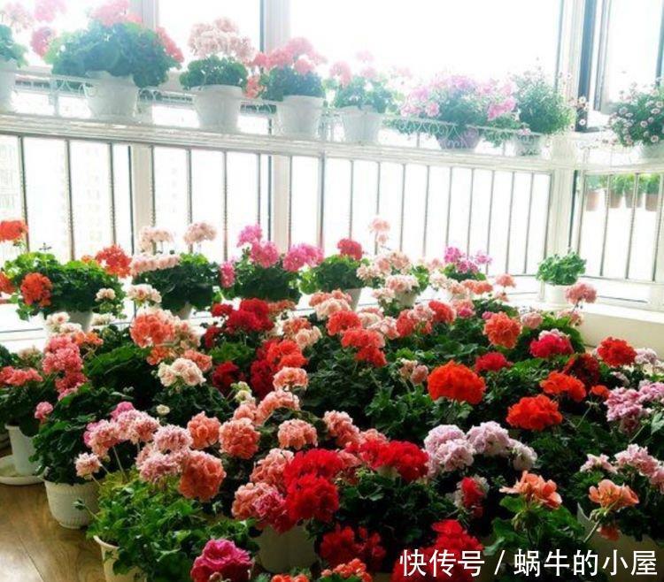 4种花不怕冷不怕热,好养又漂亮,养家里,1盆顶5盆