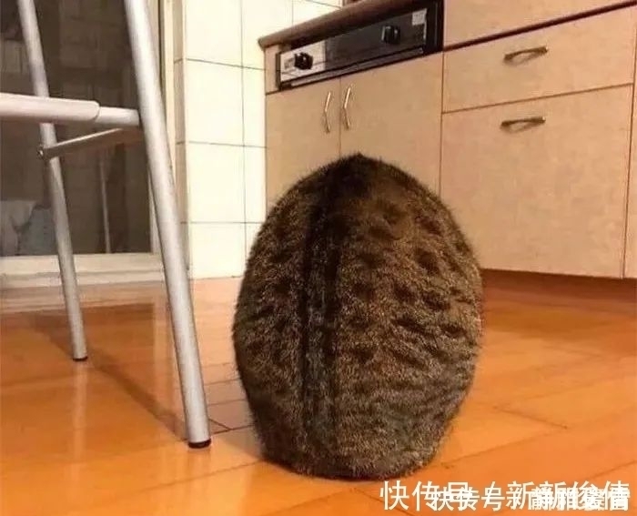 插画作品$插画家画了几只猫,被网友吐槽瞎画,放上原照后,人们直接无语