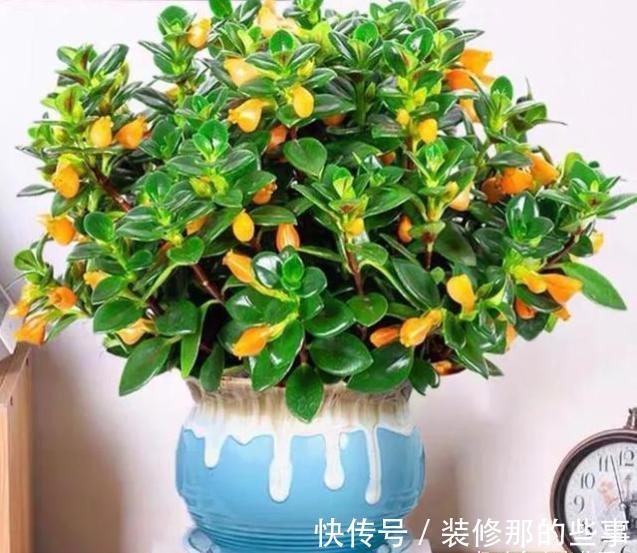 君子兰|适合客厅养的“4种花”，少晒太阳、少浇水，开花越旺“人也旺”