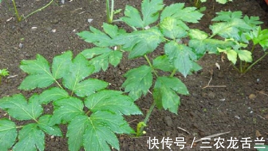 植物|农村一野植,不仅是农民眼中的上好野菜,还能用来降血压