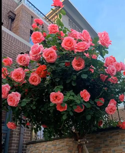 婆婆别的花不爱,只养月季花,精挑细选了5个品种,个顶个的经典